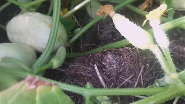 Огурец Белое Чудо - Экзотический Сорт Итальянской Селекции. Выращивание в Открытом Грунте на Урале смотреть онлайн