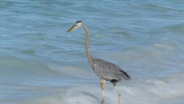 Кубинская цапля. смотреть онлайн