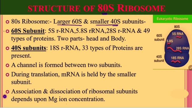 BSc 2nd Year 3rd Semester Zoology Unit 2/Ribosome in Hindi/Types of Ribosome/Structure of Ribosome смотреть онлайн