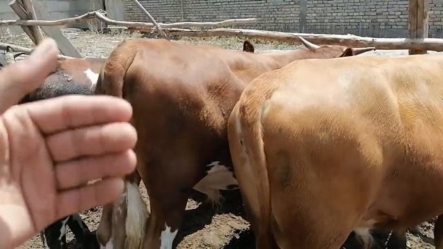 Uy Sharoitida Arzon Usulda Buqa Boqish Sirlari +998905651800