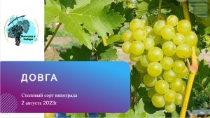 #Довга - столовый сорт винограда. 02.08.2023