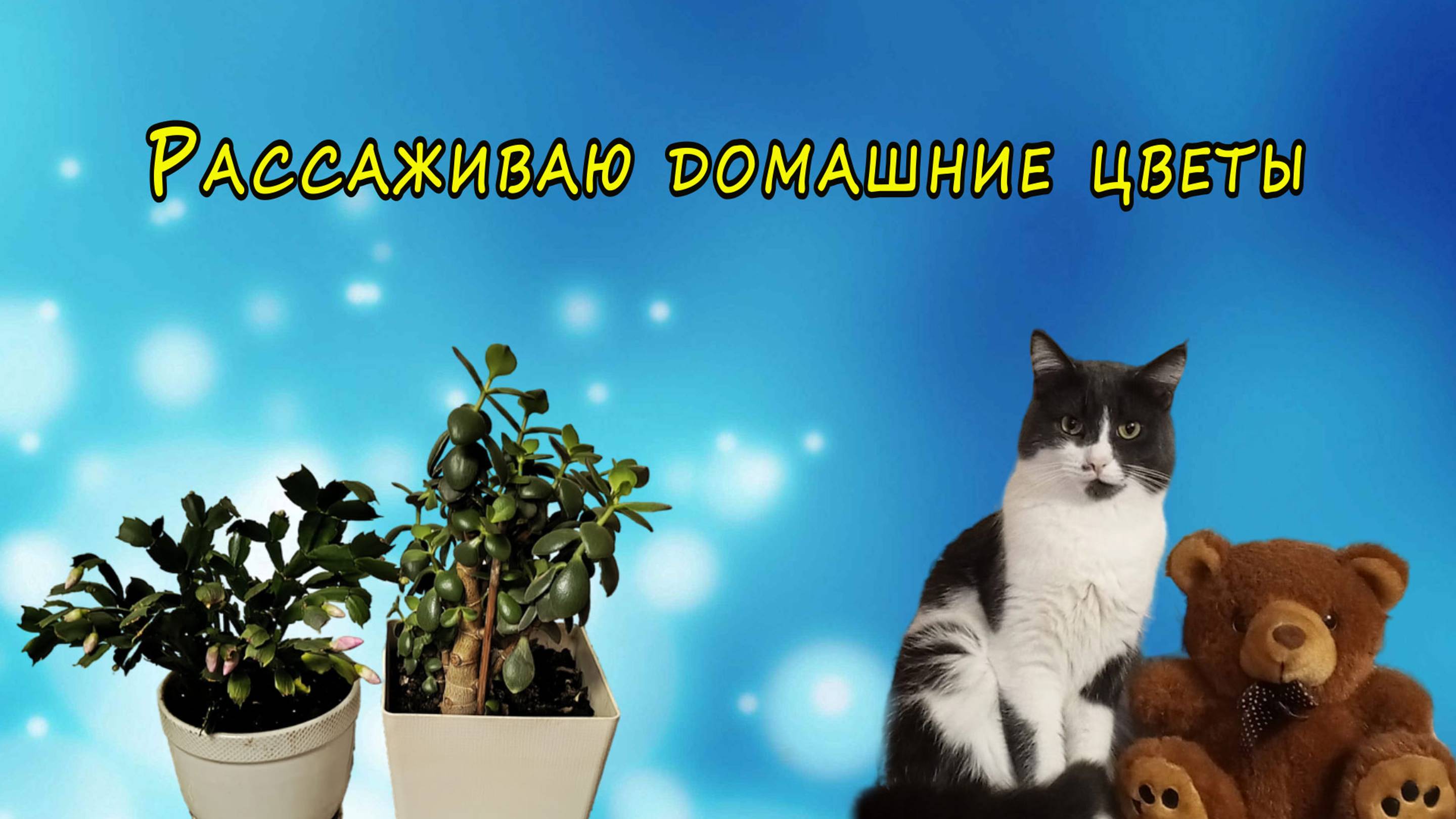 Рассаживаю домашние цветы смотреть онлайн