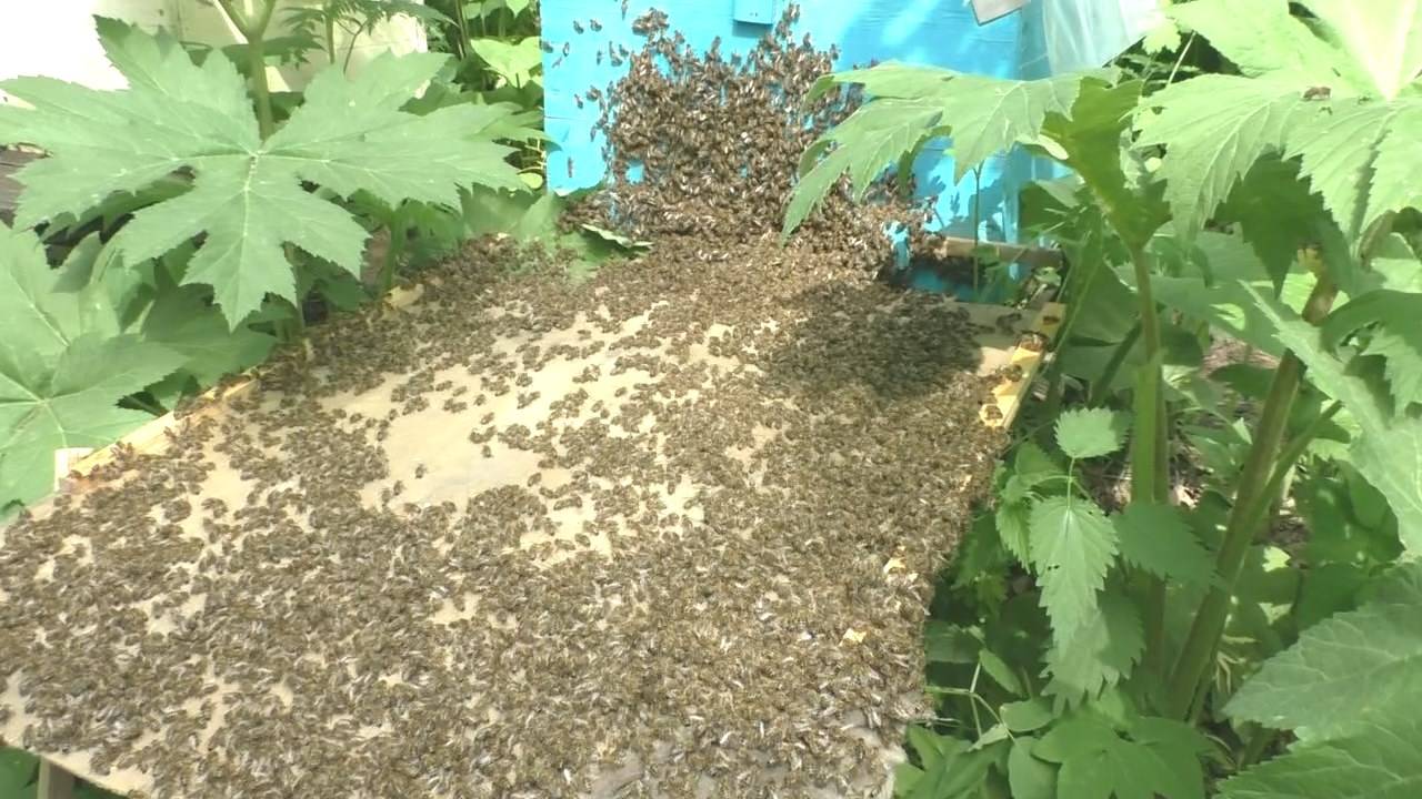 Роение пчел и медосбор смотреть онлайн