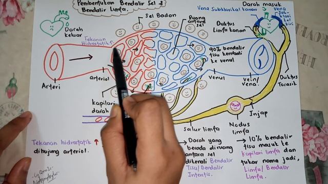 BIOLOGI SPM - PART 1 SISTEM LIMFA - Perbezaan antara darah, bendalir tisu dan bendalir limfa смотреть онлайн