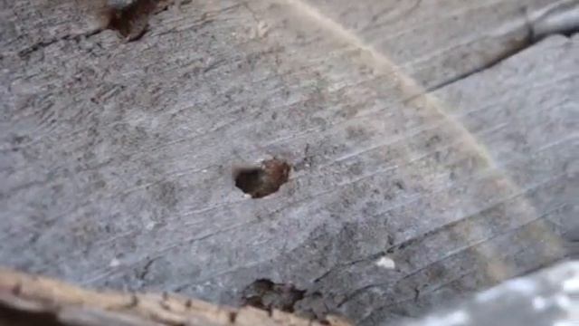 Синяя осмия2 (Osmia coerulescens) смотреть онлайн