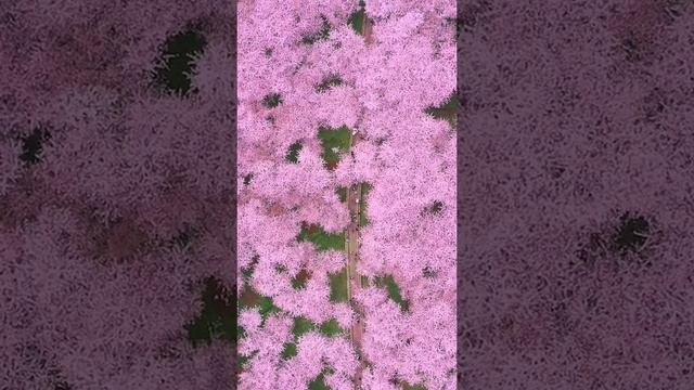 Самый большой сад сакуры в Китае смотреть онлайн