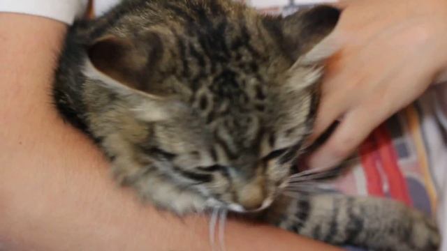 шаверма,окорок кота :D смотреть онлайн