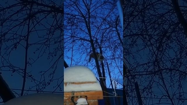 Спасение кота, высоко залез