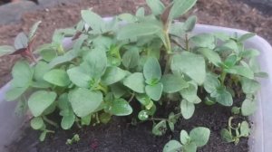 Высаживаю Рассаду Львиного Зева в Открытый Грунт.