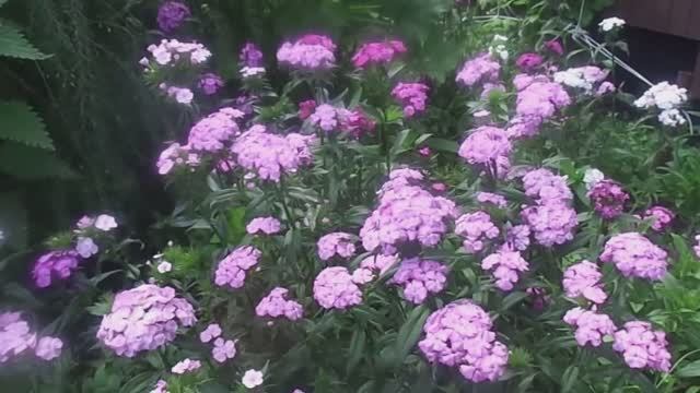 Турецкая Гвоздика - Выращивание и Уход на Своем Приусадебном Участке. смотреть онлайн