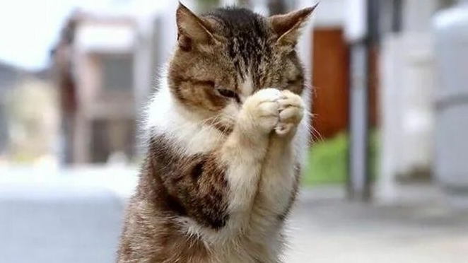 Лазаревское_ Котик попрошайка _Прогулка по городу смотреть онлайн