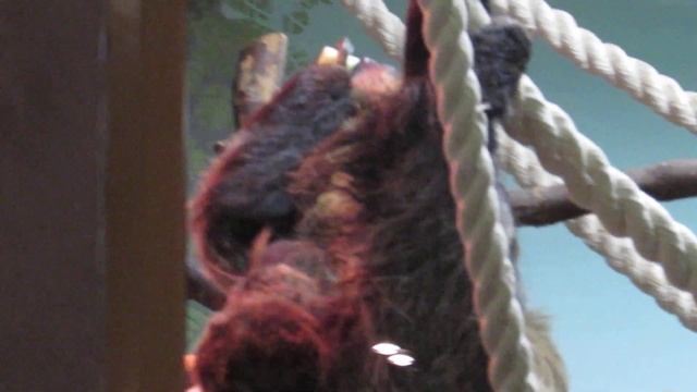 Ленивцев Милену и малыша кормят 29.10.17