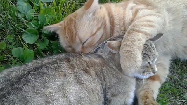 С Любовью о важном и разном. Барсик женился!!!! смотреть онлайн