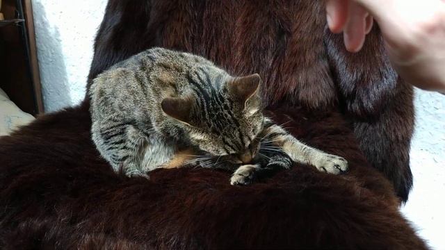 Красивая кошка лежит на шубке. Моется, кусается и играется. Моет себя и шубку :) смотреть онлайн