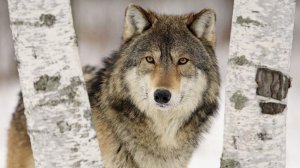 Дикий зверь в походе | Как понять зверя | Правила поведения в лесу