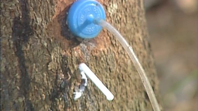 Khai thác mủ cao su bằng phuong pháp ép khí Ethylene - Giải pháp mới cho người nông dân смотреть онлайн