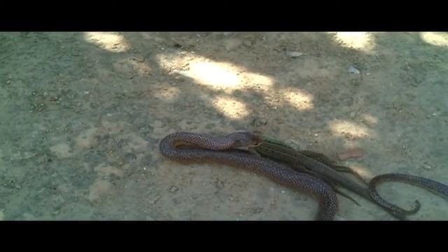 В мире животных смотреть онлайн