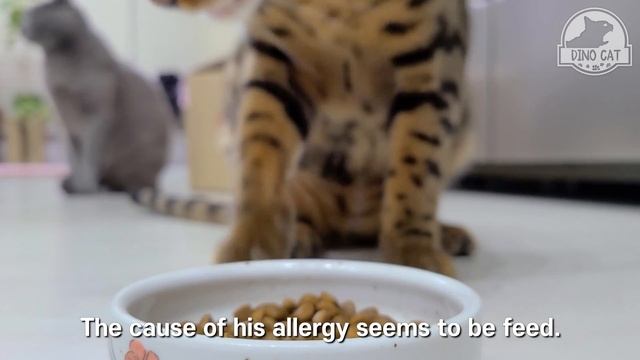 How to Cat Acne care?ㅣDino cat смотреть онлайн