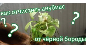 Как очистить анубиас от чёрной бороды, лимонной кислотой!