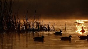 Охота на утку. Открытие летне-осеннего сезона. 13.08.2016. Часть 1 - Утрянка.