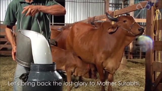 Кришна не может жить без коров. Krishna cannot Live without Cows. смотреть онлайн