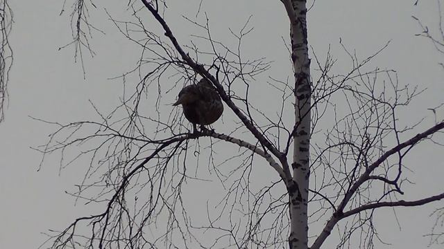 на дереве смотреть онлайн