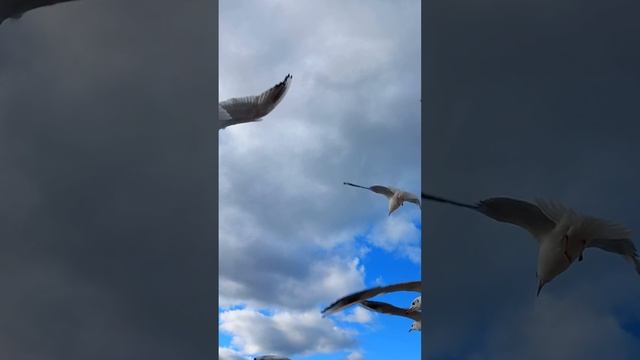 Чайки сходят с ума) смотреть онлайн
