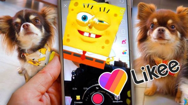 Смешные вайны от волшебных питомцев: маски, мемы и магия! 🎬🐾