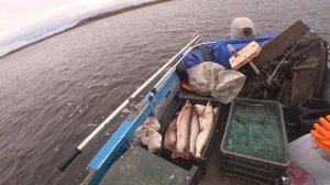 Ночная Рыбалка Сплавными Сетями!