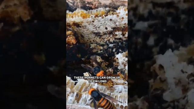 The Deadly Giant Asian Hornet What You Need to Know! смотреть онлайн
