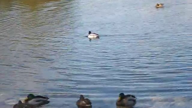 Вот уже и осень в Москве... смотреть онлайн