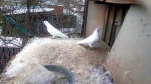 голуби егорьевска венгры