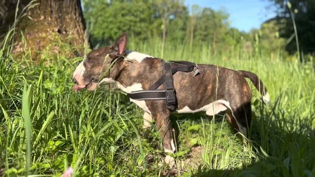 MINIATUR BULLTERRIER - PROBLEM MENSCH смотреть онлайн