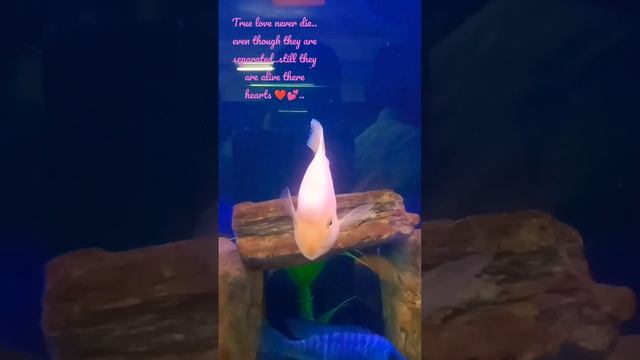 At Last Love End With Pain 😭