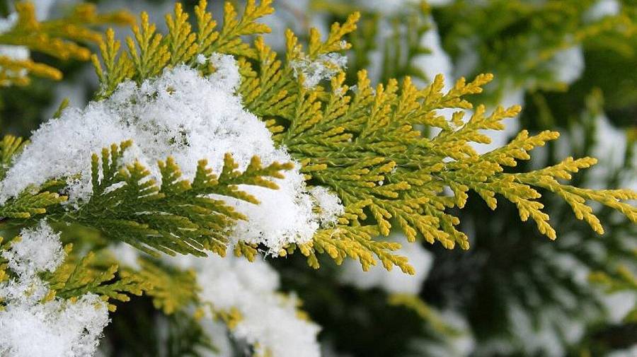 Укоренение черенков хвойных растений ЗИМОЙ.