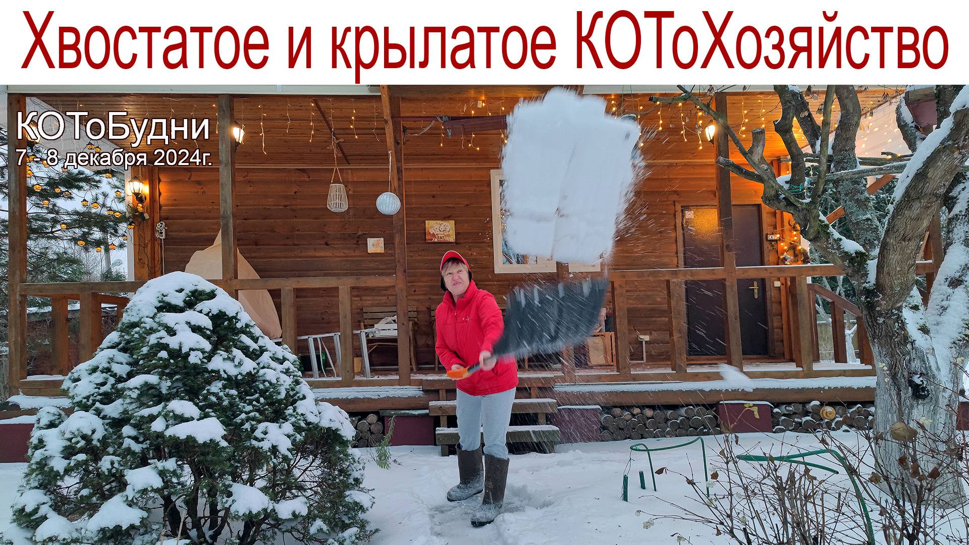 А вы видели, как моются Белки? Наше хвостатое и крылатое КОТоХозяйство или КОТоБудни от 08.12.2024г смотреть онлайн