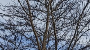 21 марта народный праздник Вербоносица. Что делать нельзя. Народные приметы и традиции.