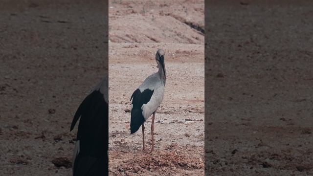 Аист смотреть онлайн