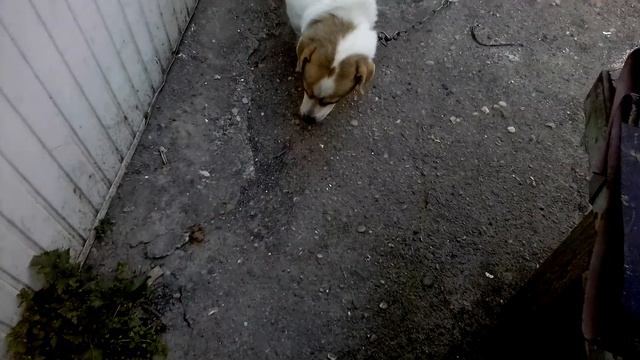 Обещанный шашлык! смотреть онлайн