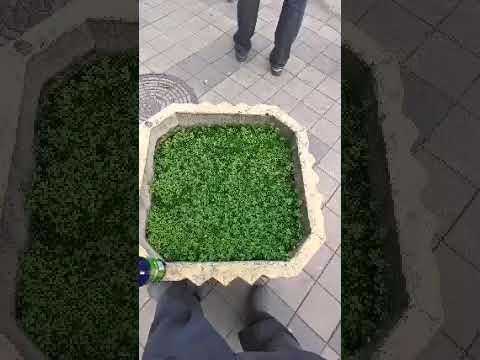 очень выносливая трава смотреть онлайн