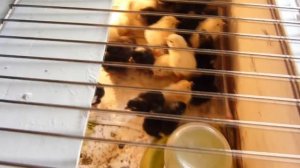 Цыплята цыплята