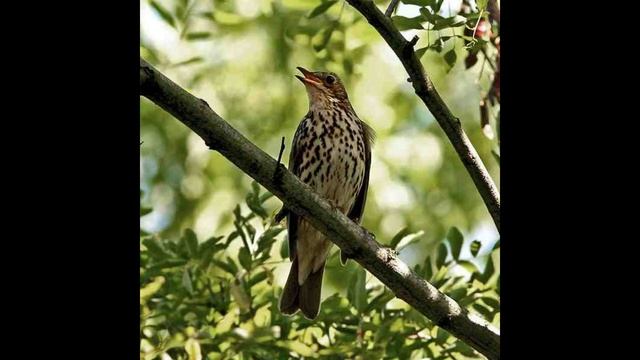 Song Thrush Bird Sound смотреть онлайн