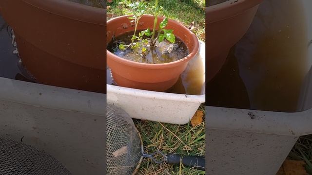 How To Bring Potted Plants Indoors and NOT Bring Insects In With Them смотреть онлайн