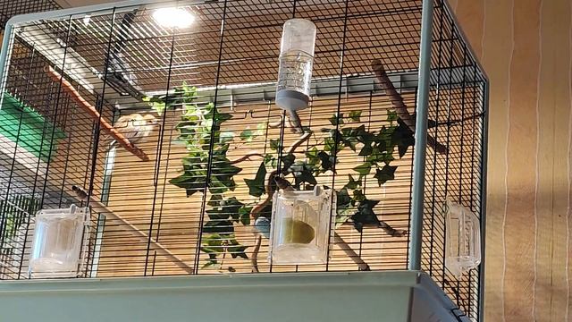 Славка садовая(Sylvia Borin)