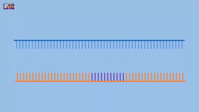 CRISPR-CAS9 | General Mechanism