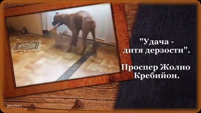 Позитивные афоризмы о жизни смотреть онлайн