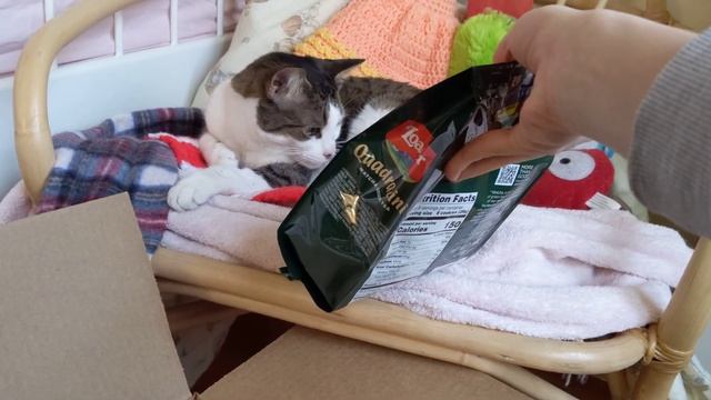 Unboxing SayWeee! Snack Haul with my Cat 😺😋 смотреть онлайн