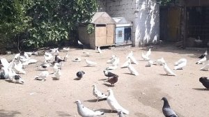 Бакинские голуби.   в Баку Сабухи и Сардара (забрат)