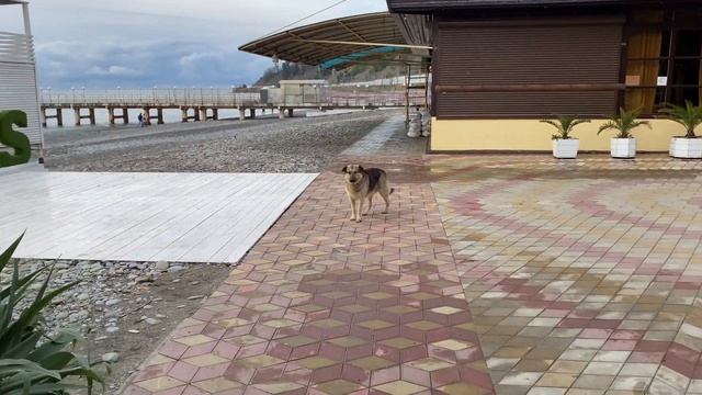 VLOG Подстригся в новом месте / Покормил птиц / в Дагомысе Холодает смотреть онлайн