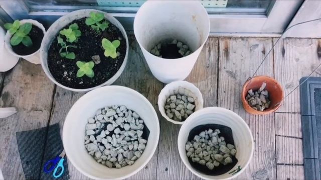 【簡単ガーデニング】ミントの育て方。スーパーのパック詰ミントでOK！初心者でも出来ました♫ смотреть онлайн